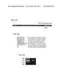 Cytochrome P450S and Uses Thereof diagram and image