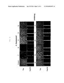 MULTI-TIERED, HIGH THROUGH-PUT SCREEN FOR COMPOUNDS EFFECTIVE AGAINST     BACTERIAL BIOFILM COMPOUNDS EFFECTIVE FOR INHIBITING AND ERADICATING     BACTERIAL BIOFILM diagram and image