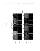 MULTI-TIERED, HIGH THROUGH-PUT SCREEN FOR COMPOUNDS EFFECTIVE AGAINST     BACTERIAL BIOFILM COMPOUNDS EFFECTIVE FOR INHIBITING AND ERADICATING     BACTERIAL BIOFILM diagram and image