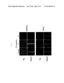 MULTI-TIERED, HIGH THROUGH-PUT SCREEN FOR COMPOUNDS EFFECTIVE AGAINST     BACTERIAL BIOFILM COMPOUNDS EFFECTIVE FOR INHIBITING AND ERADICATING     BACTERIAL BIOFILM diagram and image