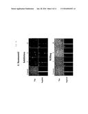 MULTI-TIERED, HIGH THROUGH-PUT SCREEN FOR COMPOUNDS EFFECTIVE AGAINST     BACTERIAL BIOFILM COMPOUNDS EFFECTIVE FOR INHIBITING AND ERADICATING     BACTERIAL BIOFILM diagram and image