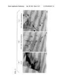 HOT ROLLED FERRITIC STAINLESS STEEL SHEET, METHOD FOR PRODUCING SAME, AND     METHOD FOR PRODUCING FERRITIC STAINLESS STEEL SHEET diagram and image