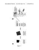 METHODS FOR DETECTING PEPTIDE/MHC/TCR BINDING diagram and image