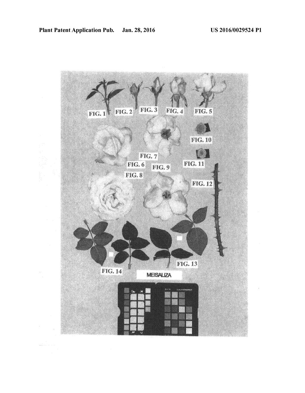 Grandiflora Rose Plant Named 'Meisaliza' - diagram, schematic, and image 04