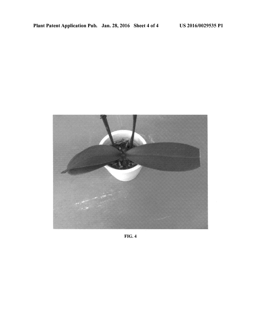 Phalaenopsis orchid plant named 'PHALCISBIK' - diagram, schematic, and image 07