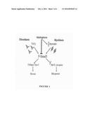 COMPOSITION AND METHOD FOR TREATING OR PREVENTING SKELETAL MUSCLE FIBROSIS diagram and image