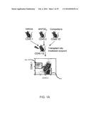 MATERIALS AND METHODS TO ENHANCE HEMATOPOIETIC STEM CELLS ENGRAFTMENT     PROCEDURES diagram and image