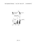 MATERIALS AND METHODS TO ENHANCE HEMATOPOIETIC STEM CELLS ENGRAFTMENT     PROCEDURES diagram and image