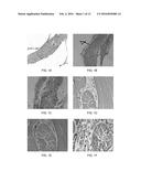 MAMMALIAN PLURIPOTENT STEM CELLS, METHODS FOR THEIR PRODUCTION, AND USES     THEREOF diagram and image