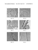 MAMMALIAN PLURIPOTENT STEM CELLS, METHODS FOR THEIR PRODUCTION, AND USES     THEREOF diagram and image