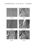 MAMMALIAN PLURIPOTENT STEM CELLS, METHODS FOR THEIR PRODUCTION, AND USES     THEREOF diagram and image