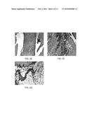 MAMMALIAN PLURIPOTENT STEM CELLS, METHODS FOR THEIR PRODUCTION, AND USES     THEREOF diagram and image