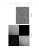 MAMMALIAN PLURIPOTENT STEM CELLS, METHODS FOR THEIR PRODUCTION, AND USES     THEREOF diagram and image