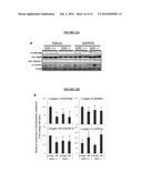 SELECTIVE NOX-1 INHIBITOR PEPTIDES AND USES THEREOF diagram and image