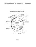 LIQUID INSULIN COMPOSITIONS AND METHODS OF MAKING THE SAME diagram and image