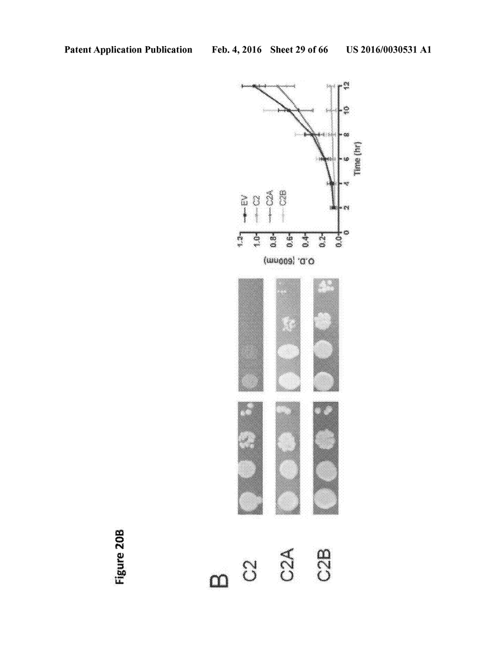 BACTERIAL TOXINS AND USES THEREOF AS RAS SPECIFIC PROTEASES - diagram, schematic, and image 30