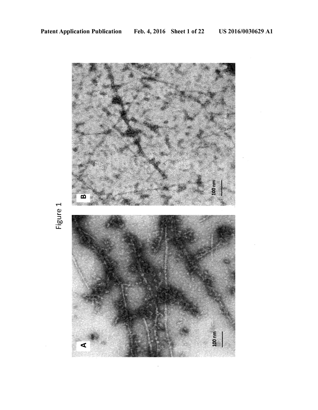 PEPTIDE-ALBUMIN HYDROGEL PROPERTIES AND ITS APPLICATIONS - diagram, schematic, and image 02