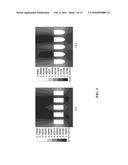 Cartridge-Type Hollow Fiber Membrane Module Comprising Submerged Hollow     Fiber Membrane Unit Module with Free End and Submerged Apparatus for     Water Treatment Comprising Air Diffuser Apparatus Capable Of     Intermittent/Continuous Aeration and Its Aeration Method diagram and image