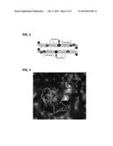 WATER BUFFALO DERIVED PEPTIDE ANTIBIOTIC THERAPIES diagram and image