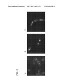 FUSION PROTEINS AND METHODS FOR STIMULATING PLANT GROWTH, PROTECTING     PLANTS, AND IMMOBILIZING BACILLUS SPORES ON PLANTS diagram and image