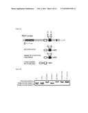 METHODS AND COMPOSITIONS USEFUL IN MANIPULATING THE STABILITY OF RE1     SILENCING TRANSCRIPTION FACTOR diagram and image