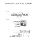 METHODS AND COMPOSITIONS USEFUL IN MANIPULATING THE STABILITY OF RE1     SILENCING TRANSCRIPTION FACTOR diagram and image