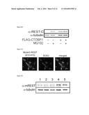 METHODS AND COMPOSITIONS USEFUL IN MANIPULATING THE STABILITY OF RE1     SILENCING TRANSCRIPTION FACTOR diagram and image