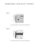 METHODS AND COMPOSITIONS USING KLOTO-FGF FUSION POLYPEPTIDES diagram and image