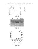 TREATMENT OF STAPHYLOCOCCAL DISORDERS diagram and image