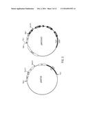 ANTI-ALPHA V BETA 6 ANTIBODIES AND USES THEREOF diagram and image