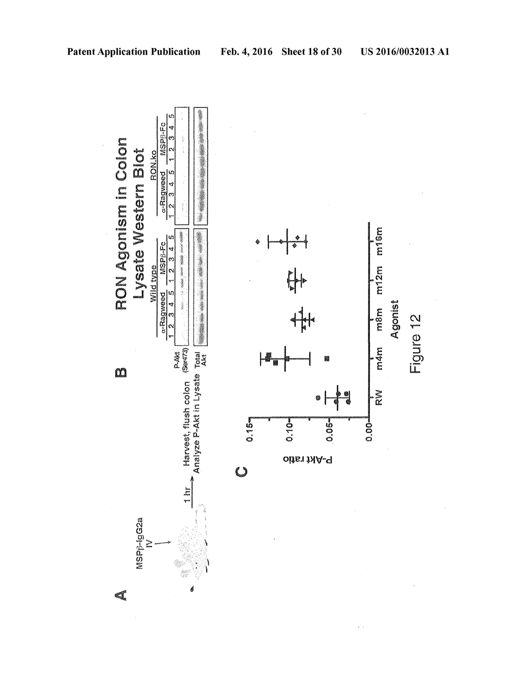 RON COMPOSITIONS AND METHODS OF USE THEREOF - diagram, schematic, and image 19
