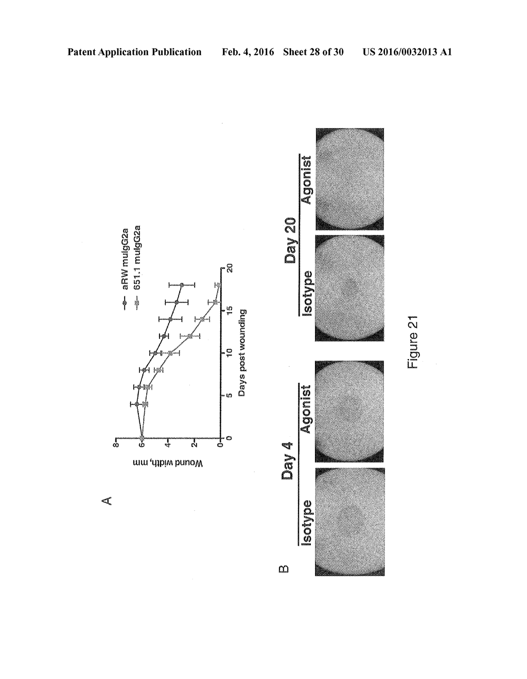 RON COMPOSITIONS AND METHODS OF USE THEREOF - diagram, schematic, and image 29