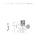 POLYMER CELLULOSE NANOCRYSTAL COMPOSITE AEROGELS diagram and image