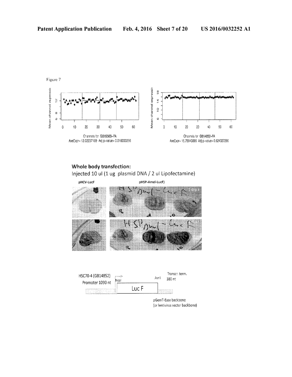 STRAIN OF DEFORMED WING VIRUS (DWV) - diagram, schematic, and image 08