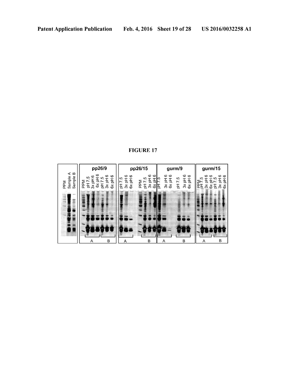 Methods for Purifying Pertussis Toxin and Peptides Useful Therefor - diagram, schematic, and image 20