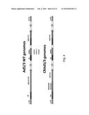 PHARMACEUTICAL COMPOSITION COMPRISING NANOG SHRNA, AND METHOD OF USING     NANOG SHRNA TO TREAT CANCER diagram and image