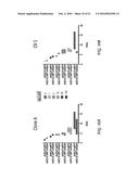 PHARMACEUTICAL COMPOSITION COMPRISING NANOG SHRNA, AND METHOD OF USING     NANOG SHRNA TO TREAT CANCER diagram and image