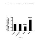 PHARMACEUTICAL COMPOSITION COMPRISING NANOG SHRNA, AND METHOD OF USING     NANOG SHRNA TO TREAT CANCER diagram and image