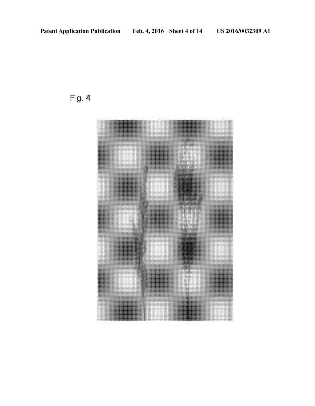 NUCLEIC ACID IMPARTING HIGH-YIELDING PROPERTY TO PLANT, METHOD FOR     PRODUCING TRANSGENIC PLANT WITH INCREASED YIELD, AND METHOD FOR     INCREASING PLANT YIELD - diagram, schematic, and image 05