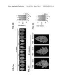 CONTROLLING FUNGAL PATHOGENS BY DISABLING THEIR SMALL RNA PATHWAYS USING     RNAi-BASED STRATEGY diagram and image