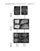 CONTROLLING FUNGAL PATHOGENS BY DISABLING THEIR SMALL RNA PATHWAYS USING     RNAi-BASED STRATEGY diagram and image