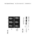 CONTROLLING FUNGAL PATHOGENS BY DISABLING THEIR SMALL RNA PATHWAYS USING     RNAi-BASED STRATEGY diagram and image