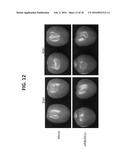 CONTROLLING FUNGAL PATHOGENS BY DISABLING THEIR SMALL RNA PATHWAYS USING     RNAi-BASED STRATEGY diagram and image