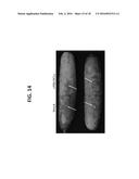 CONTROLLING FUNGAL PATHOGENS BY DISABLING THEIR SMALL RNA PATHWAYS USING     RNAi-BASED STRATEGY diagram and image