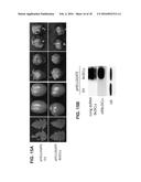 CONTROLLING FUNGAL PATHOGENS BY DISABLING THEIR SMALL RNA PATHWAYS USING     RNAi-BASED STRATEGY diagram and image