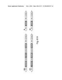 COMPOSITIONS AND METHODS FOR REPROGRAMMING HEMATOPOIETIC STEM CELL     LINEAGES diagram and image