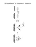 COMPOSITIONS AND METHODS FOR REPROGRAMMING HEMATOPOIETIC STEM CELL     LINEAGES diagram and image