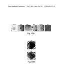 COMPOSITIONS AND METHODS FOR REPROGRAMMING HEMATOPOIETIC STEM CELL     LINEAGES diagram and image