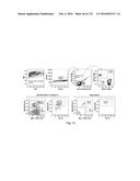 COMPOSITIONS AND METHODS FOR REPROGRAMMING HEMATOPOIETIC STEM CELL     LINEAGES diagram and image