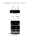 COMPOSITIONS AND METHODS FOR REPROGRAMMING HEMATOPOIETIC STEM CELL     LINEAGES diagram and image